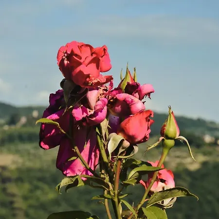 A Rosa דירה