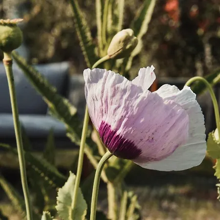 A Rosa Apartamento Compiobbi